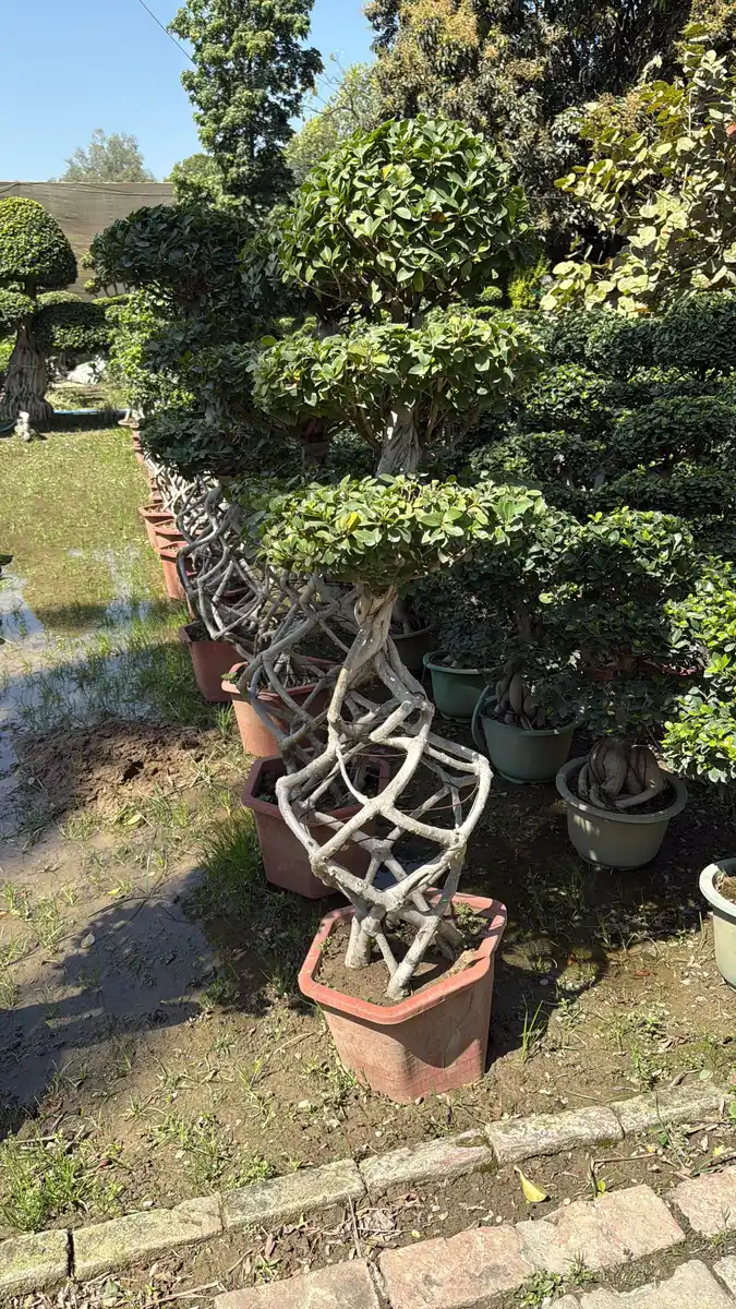 Ficus topiary with woven lattice trunk in terracotta pot