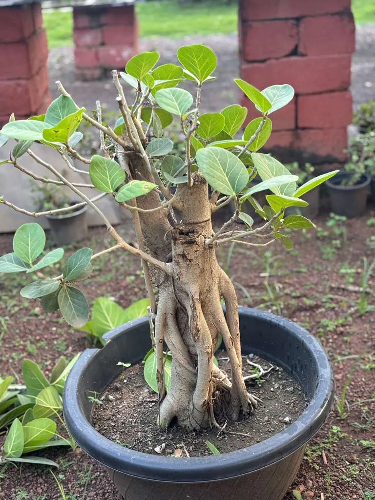Fused root ficus bonsai in a black pot at a nursery