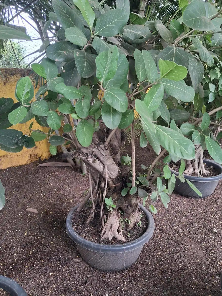 Gnarled trunk large leaf ficus bonsai in a grey pot