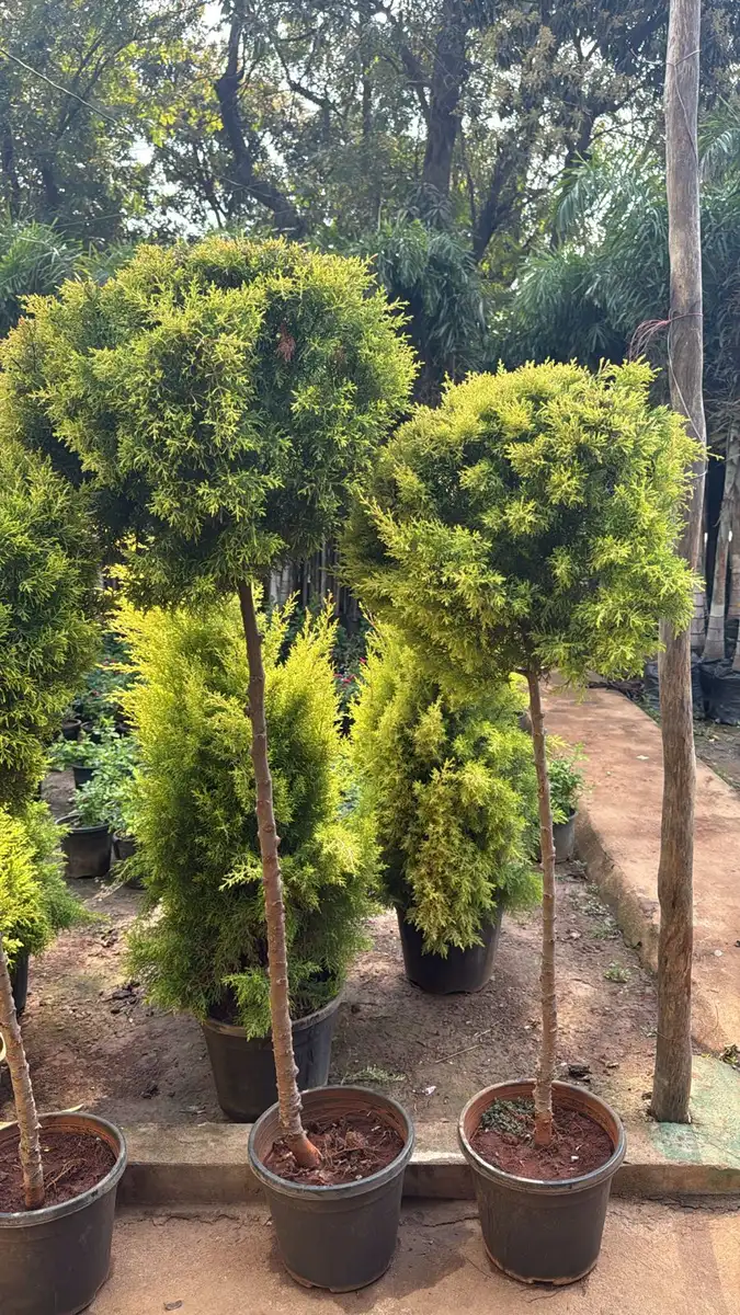 Golden cypress ball topiary standards in pots at a nursery