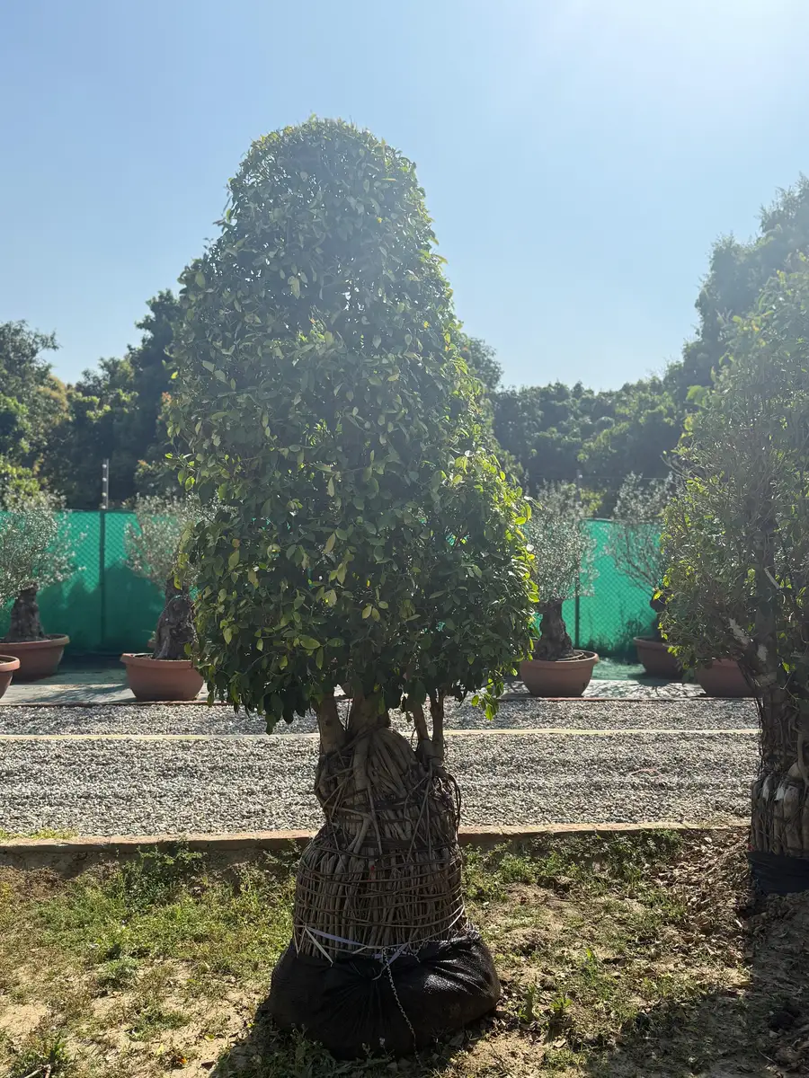 Large cone-shaped ficus specimen tree for landscaping plant supply