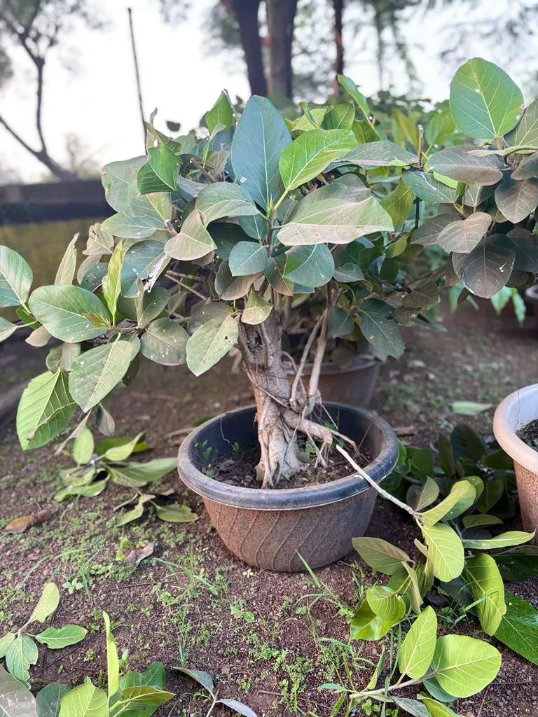 Large leaf ficus bonsai in a brown pot among seedlings
