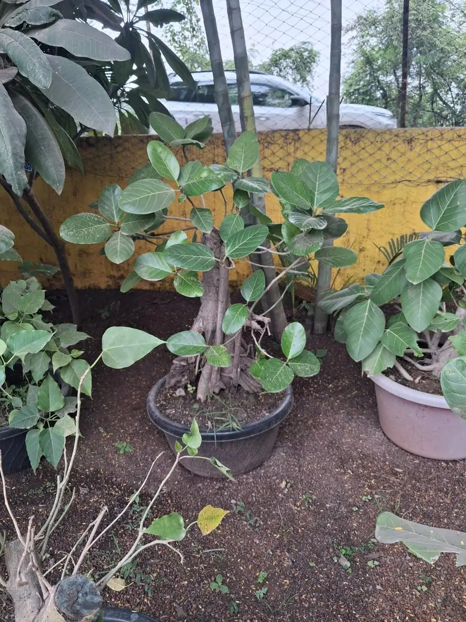 Large leaf ficus bonsai in a dark pot at plant nursery