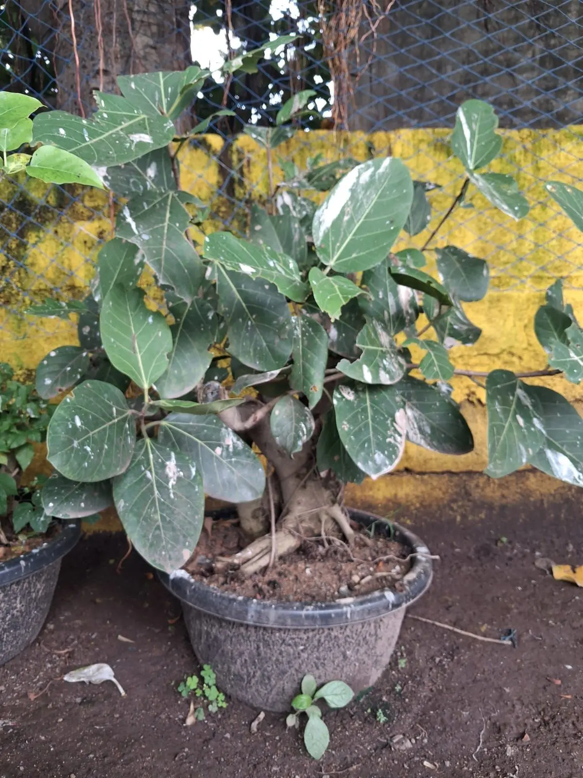 Large leaf ficus bonsai in a grey pot at plant nursery