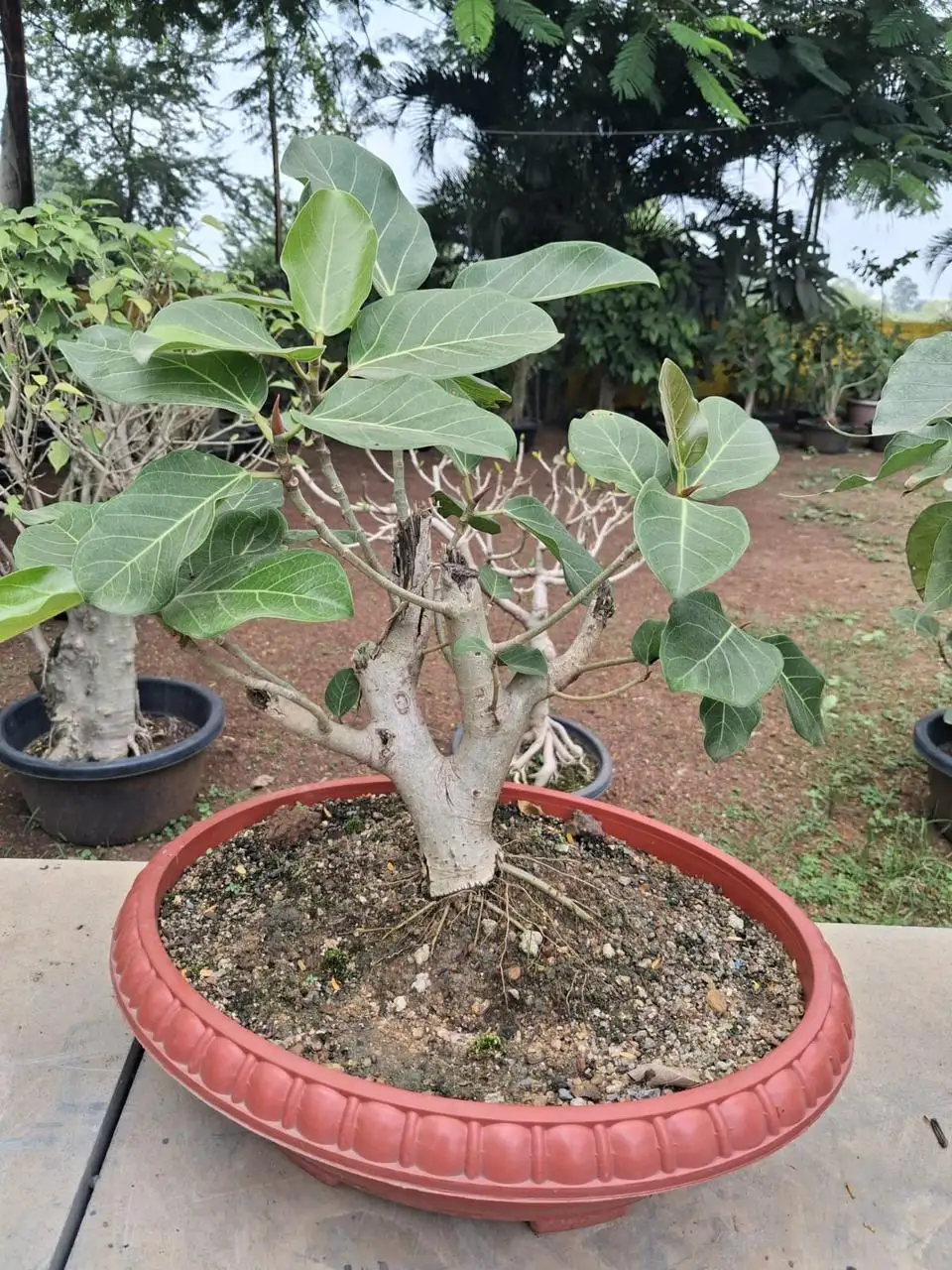 Large leaf ficus bonsai in a wide red oval tray