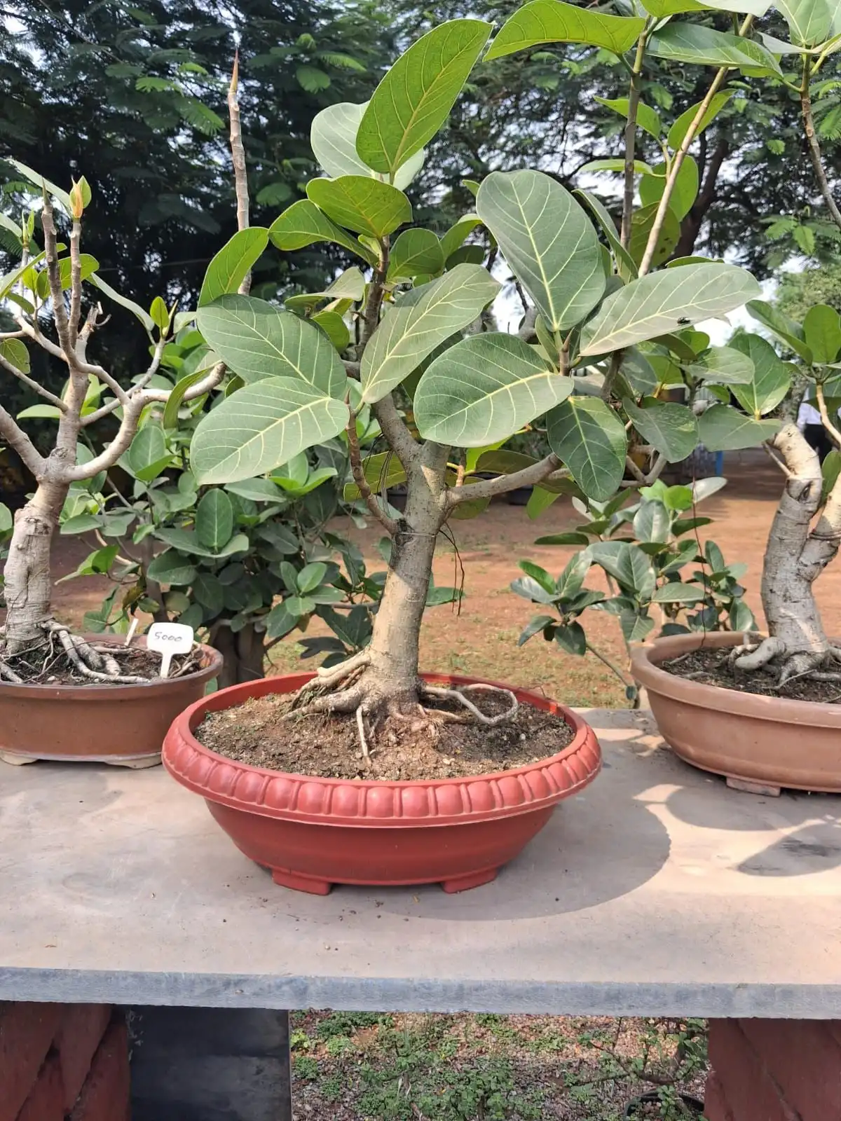 Large leaf ficus bonsai in an orange oval tray