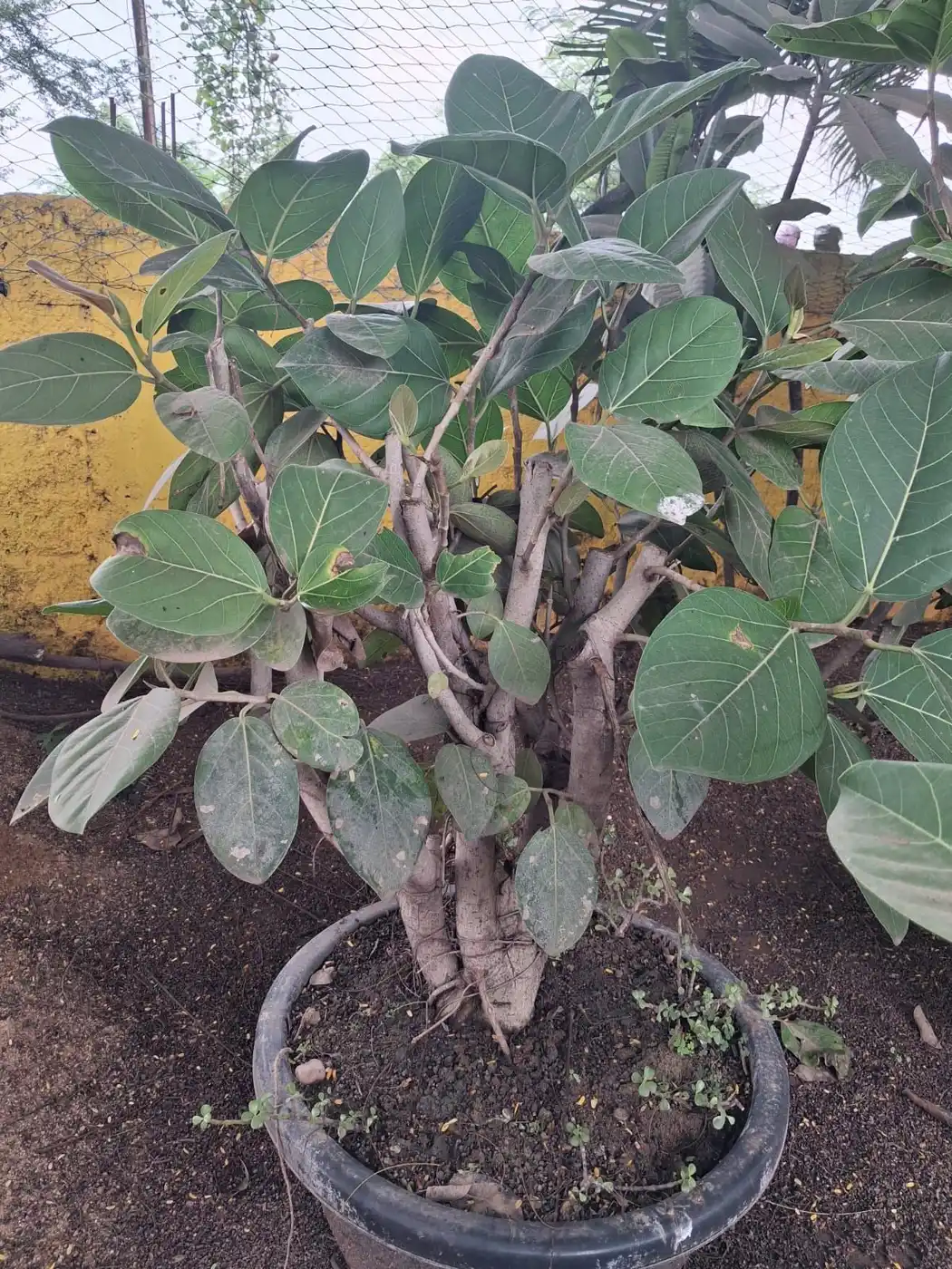 Large leaf multi trunk ficus bonsai in a black pot
