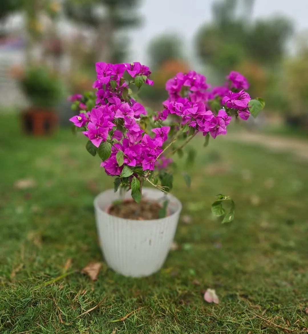 Lawn Development