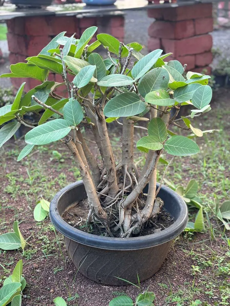 Multi stem ficus plant in a black pot at plant nursery