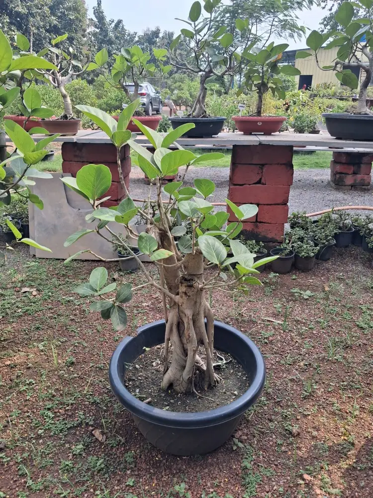 Multi strand trunk ficus bonsai in a black pot
