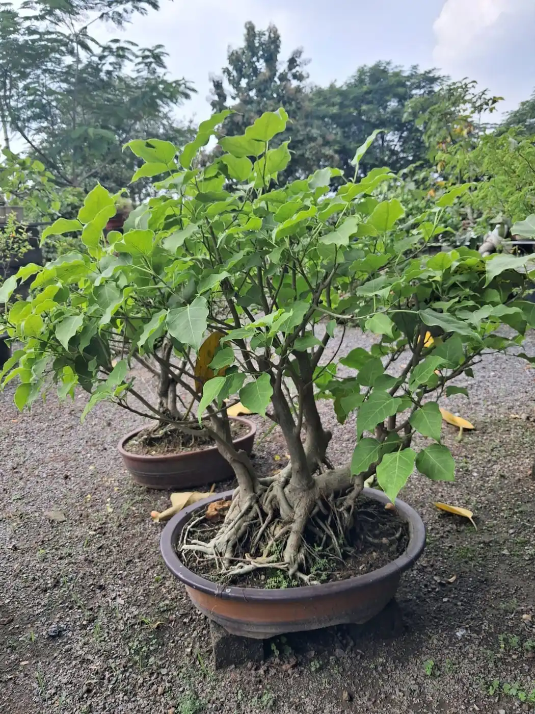 Multi trunk ficus bonsai in a brown oval tray at nursery