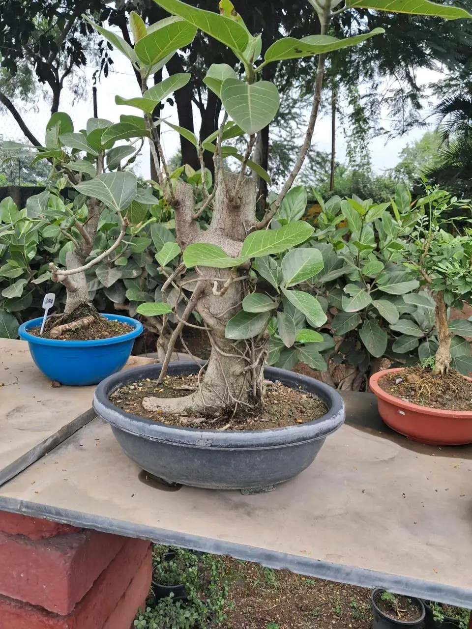 Multi trunk ficus bonsai in a grey oval tray on display table