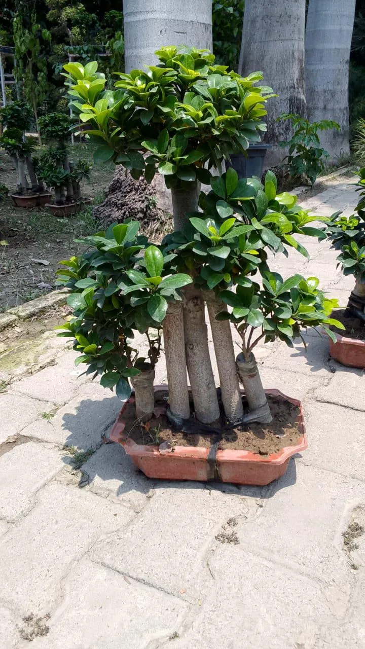 Multi-trunk ficus bonsai plant in terracotta tray at plant nursery