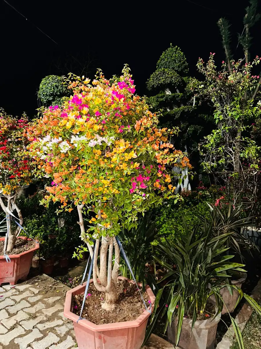Multicolour bougainvillea standard plant in a terracotta pot
