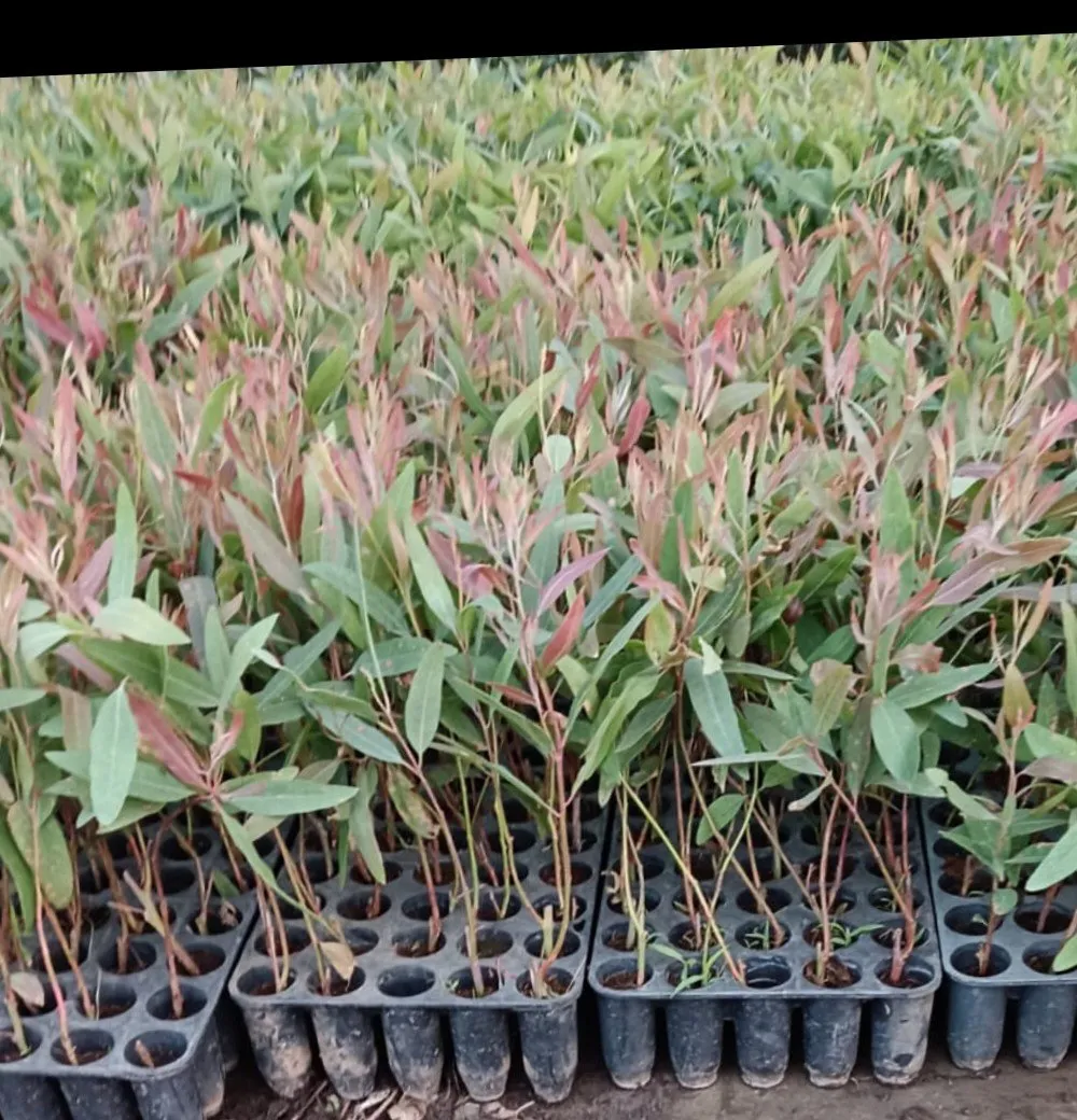 Plantation Plant Supply