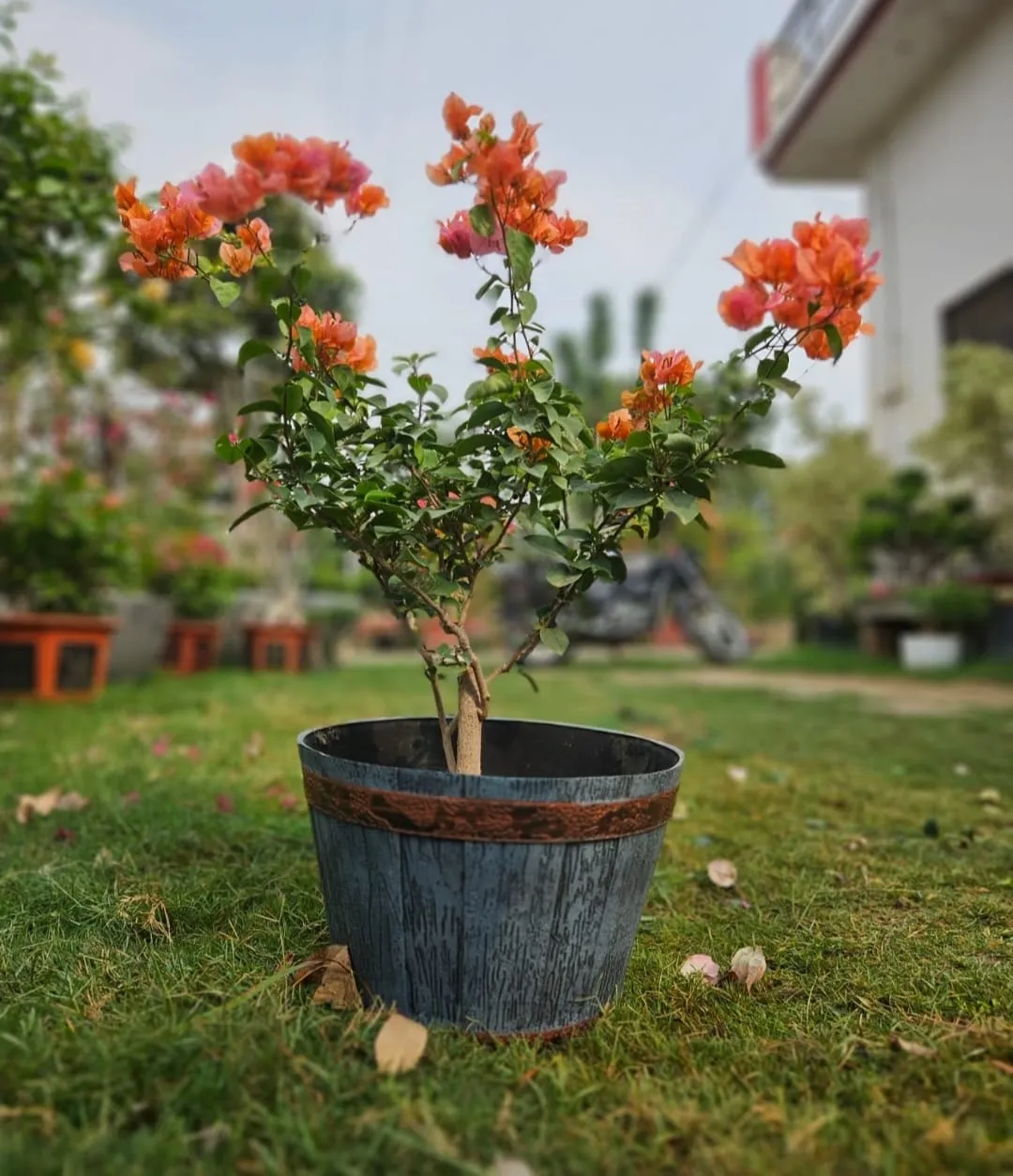 Orange bougainvillea in a barrel planter on a garden lawn
