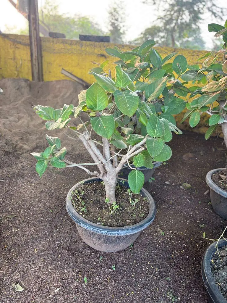 Pale trunk ficus bonsai in a grey pot at plant nursery