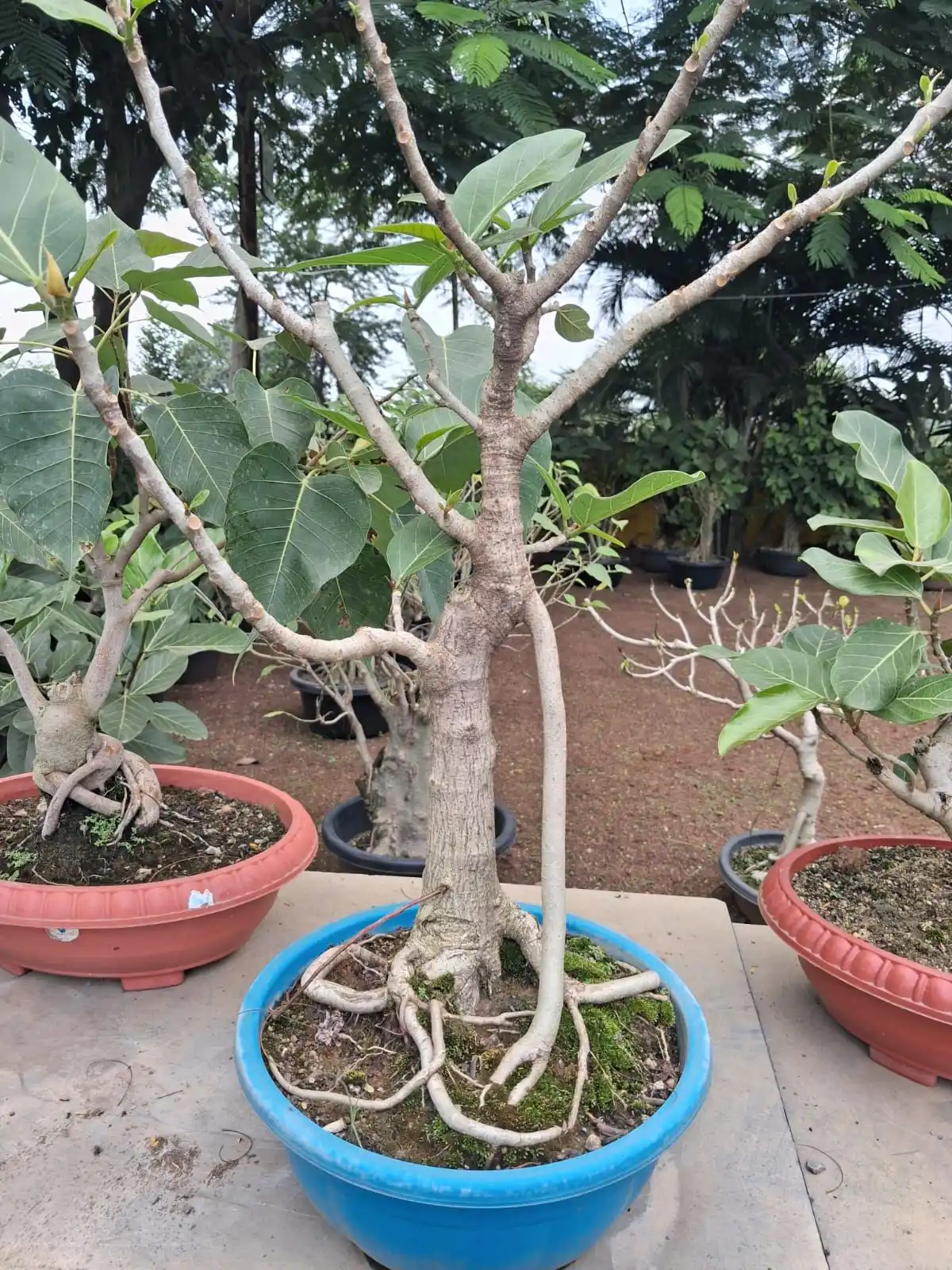Pale trunk ficus bonsai with spreading roots in a blue bowl