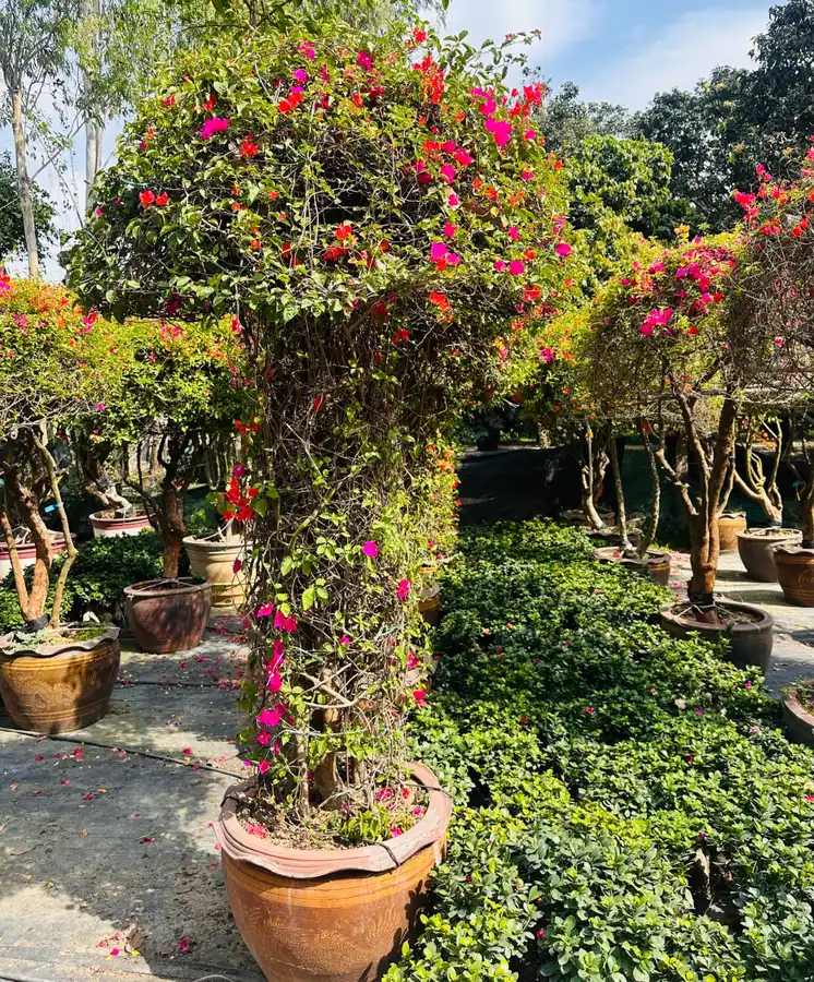 Pillar-trained bougainvillea in a terracotta pot at nursery