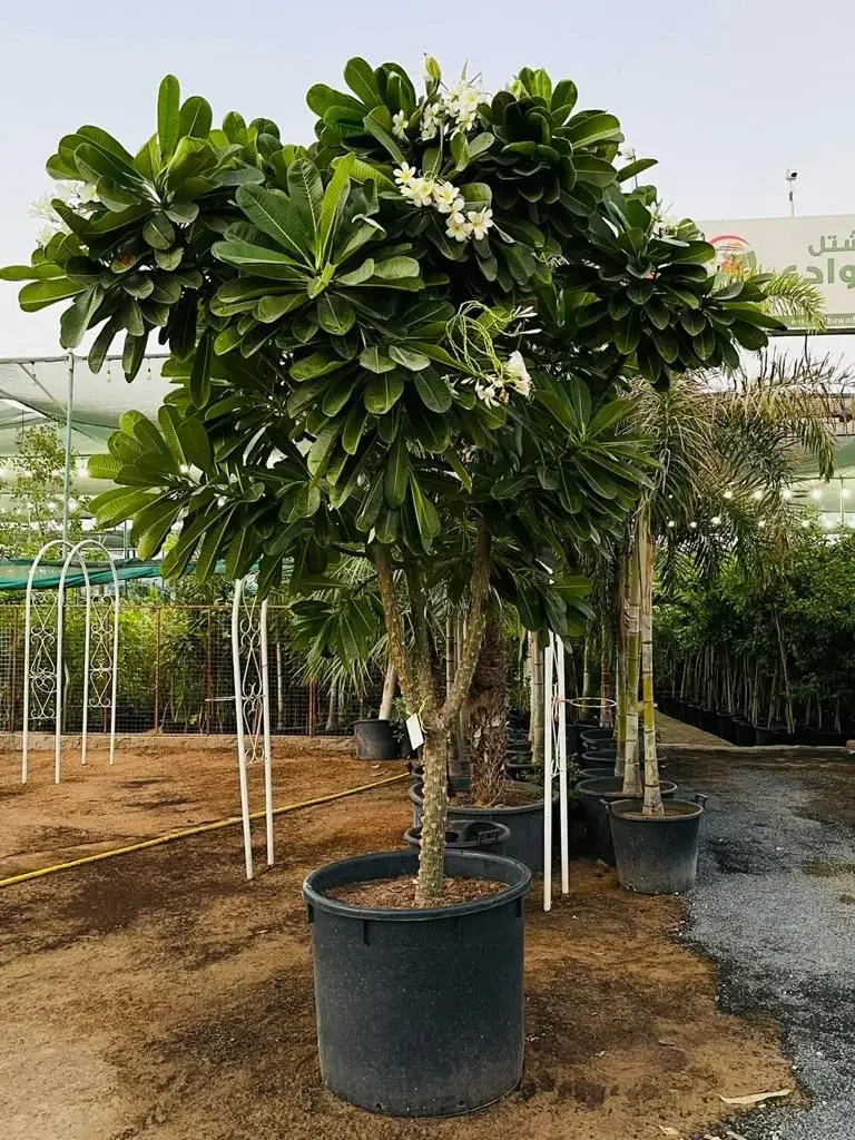 Plumeria champa tree in a grow pot at a plant nursery