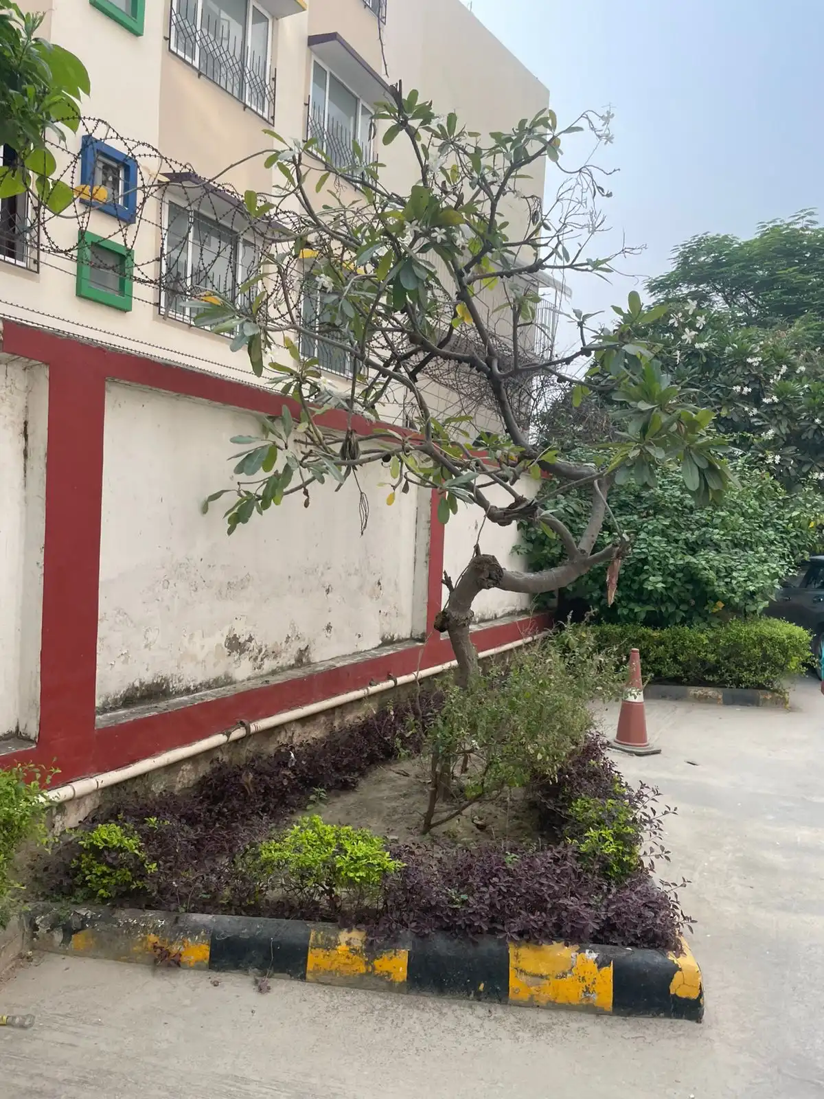 Plumeria tree with purple ground-cover bed in a society