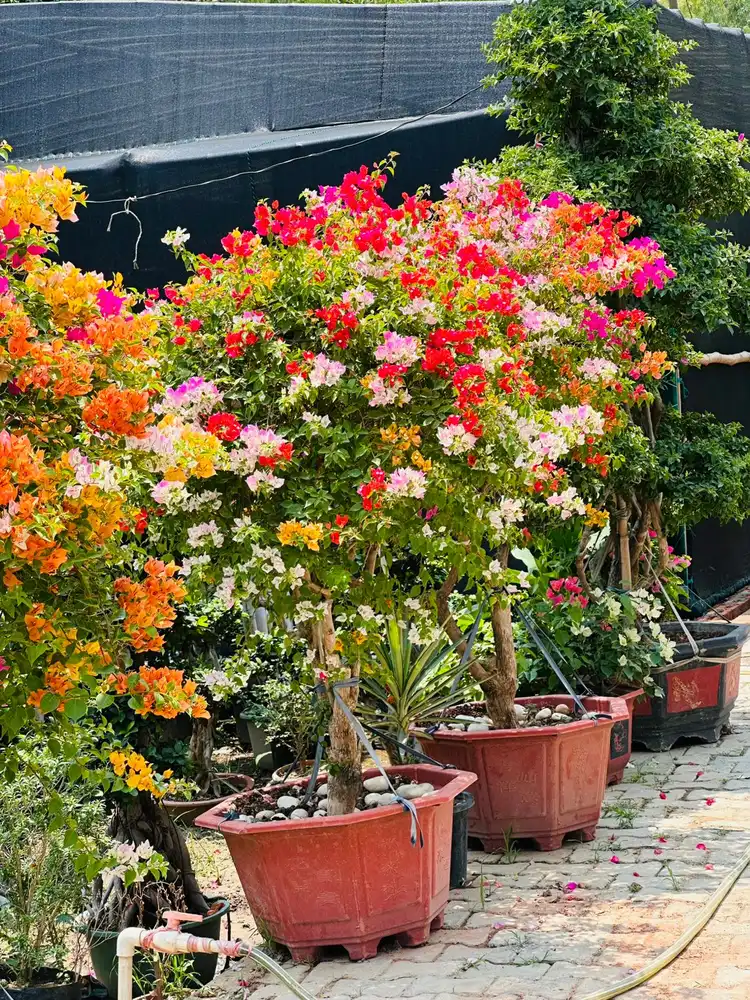 Potted bougainvillea in mixed colours at a nursery