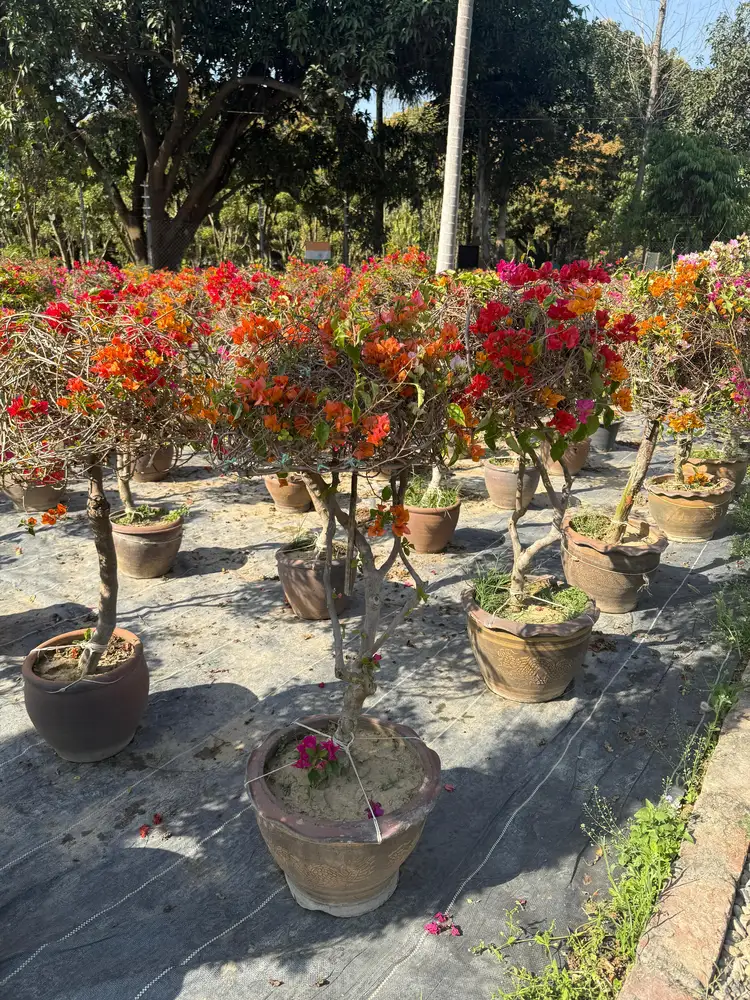Flowering Plants