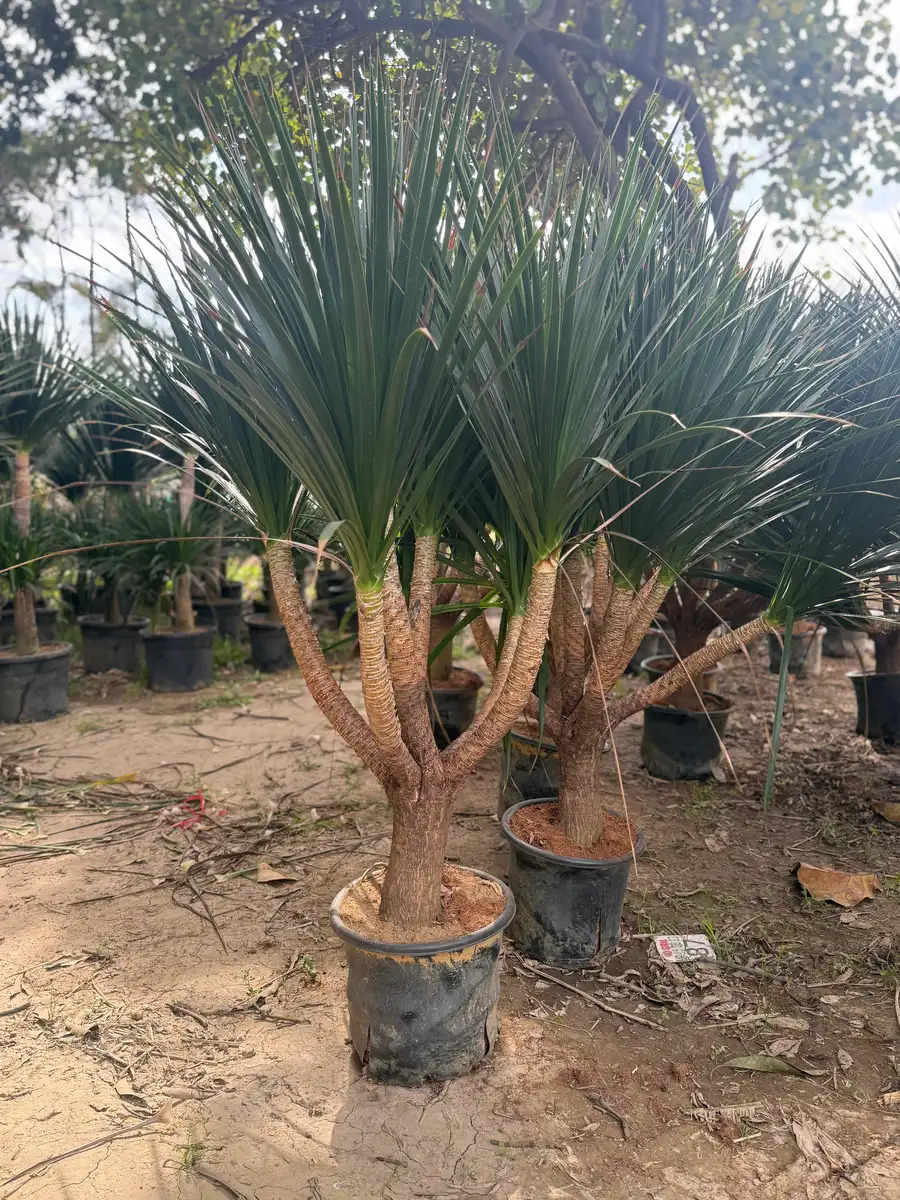 Potted multi-head yucca plants in black pots, landscape plants