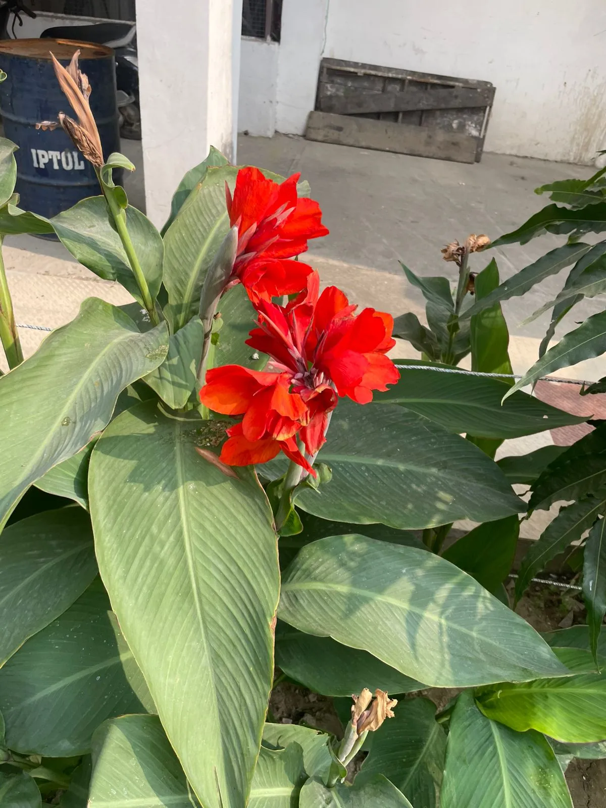 Red canna lily flowering plant in bloom with broad green leaves, close-up
