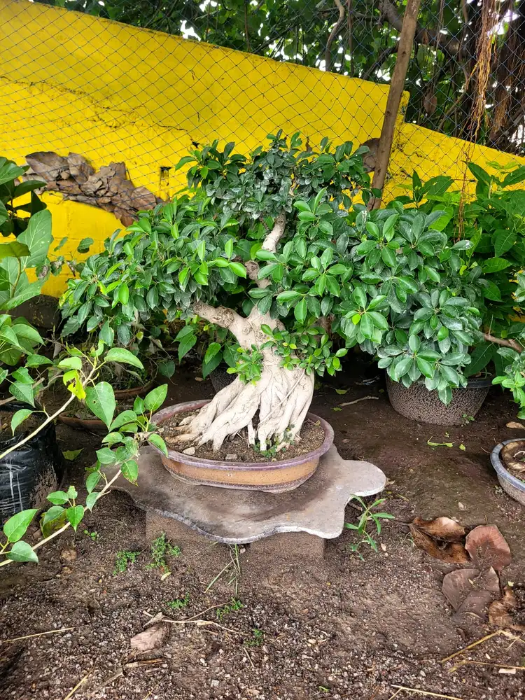 Root over rock ficus bonsai on a stone slab at nursery
