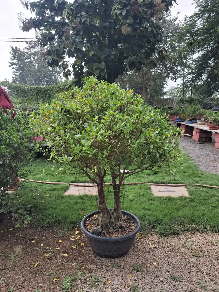 Round canopy bonsai tree in a black pot on a nursery lawn