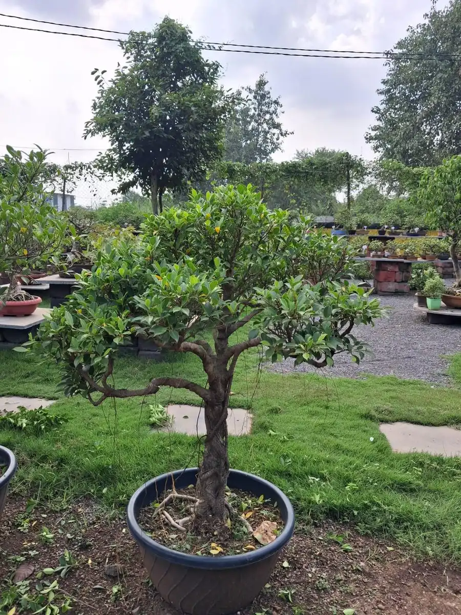 Round canopy bonsai tree in a black pot on nursery lawn