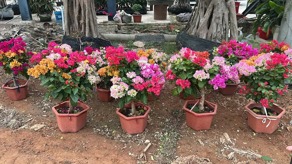 Row of potted bougainvillea in mixed colours at a plant nursery