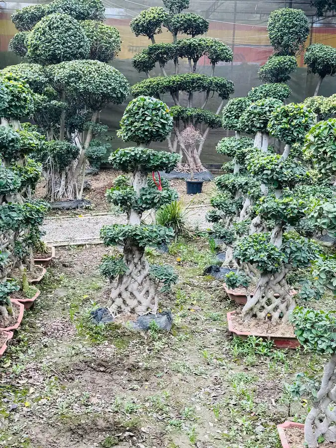Rows of cloud pruned ficus topiary at a nursery plant supplier