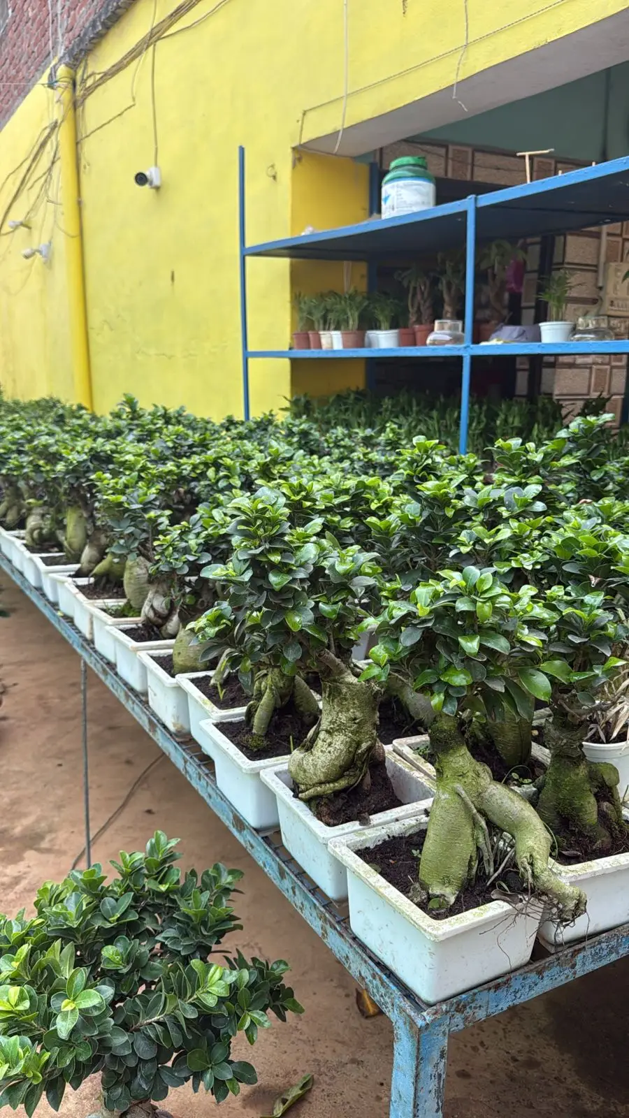 Rows of ficus ginseng bonsai in white trays, bulk plant supply