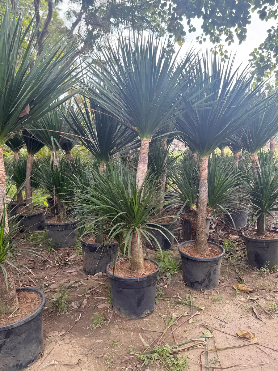 Rows of yucca-type landscape plants in grow pots at a nursery