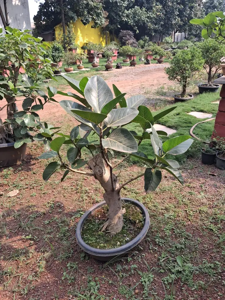 Rubber plant ficus bonsai in a grey pot at plant nursery