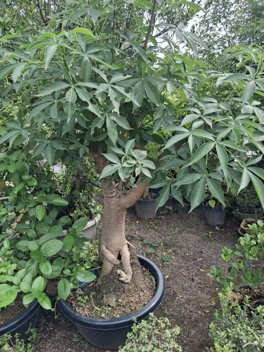 Schefflera umbrella tree bonsai in a black pot, indoor plants