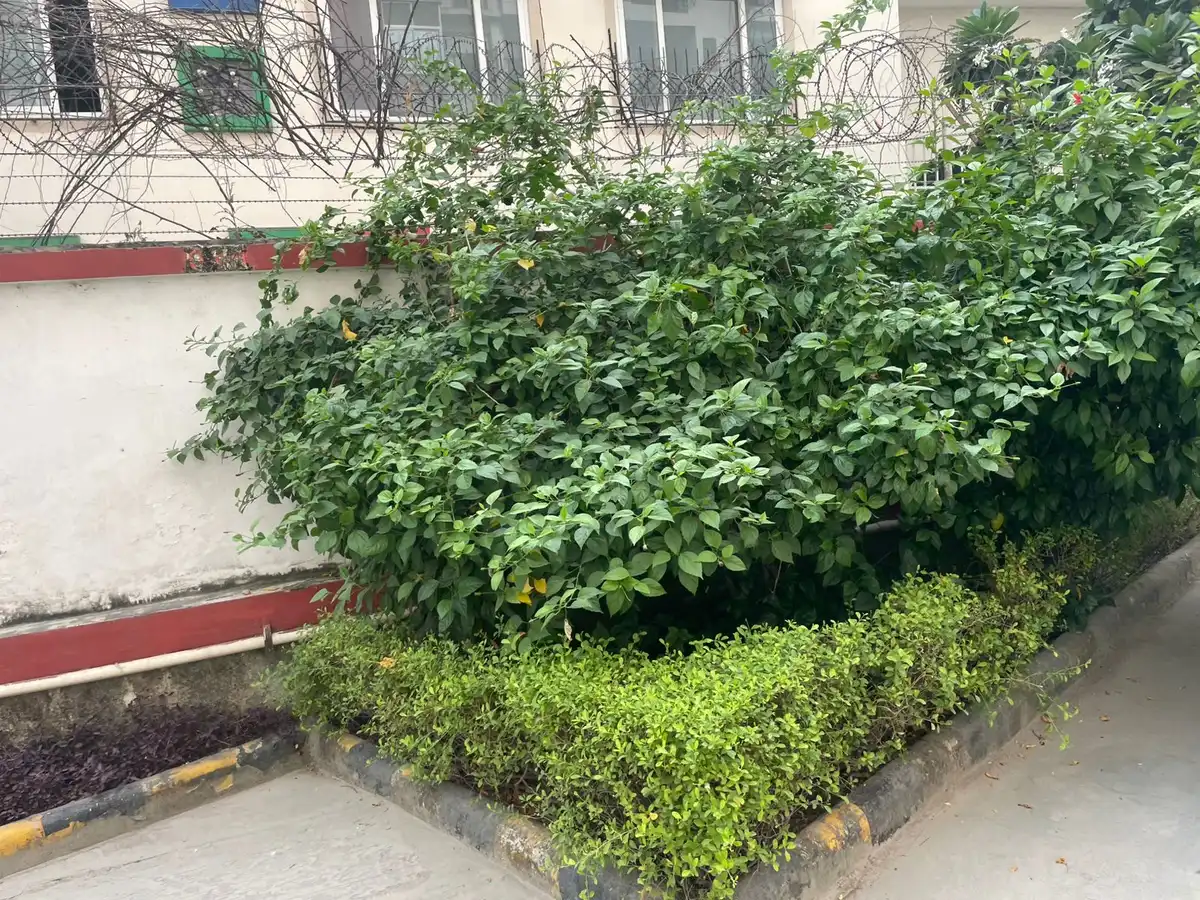 Shrub bed with clipped hedge along a society boundary wall