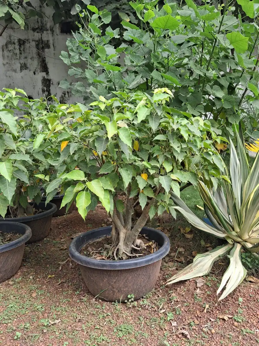 Small leaf bonsai tree in a black pot with nursery shrubs