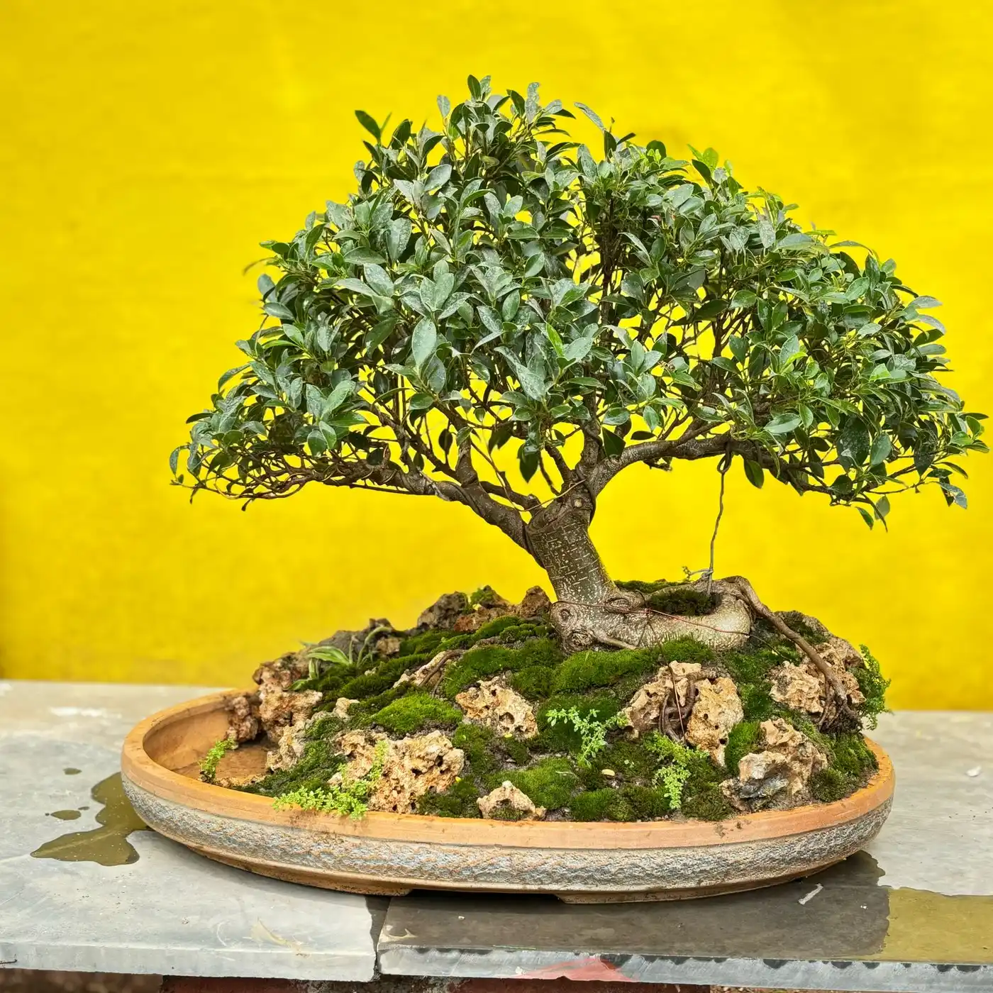 Small leaf bonsai tree on moss and rock in an oval terracotta tray