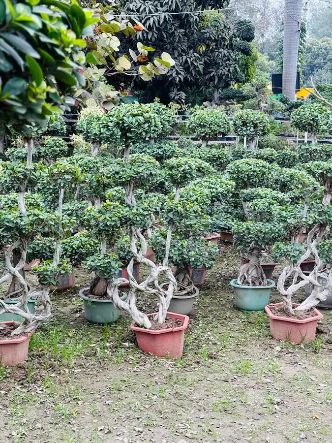 Spiral trunk ficus topiary plants for bulk plant supply