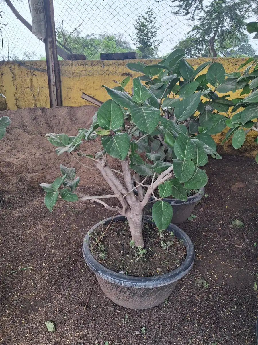 Split trunk large leaf ficus bonsai in a grey pot