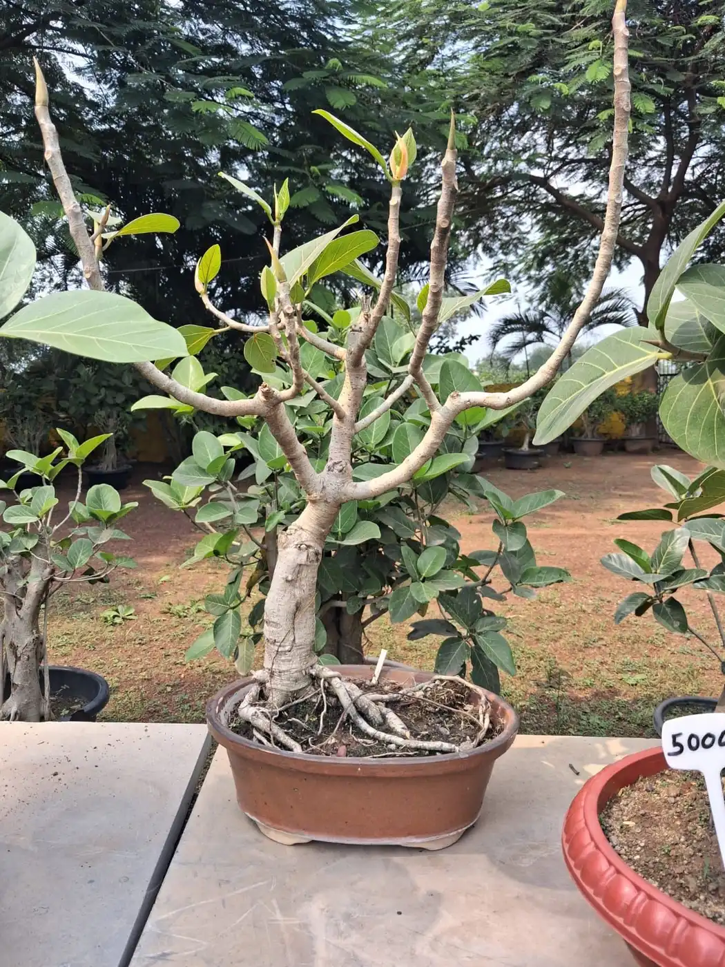 Tall ficus bonsai in a terracotta pot on a display table