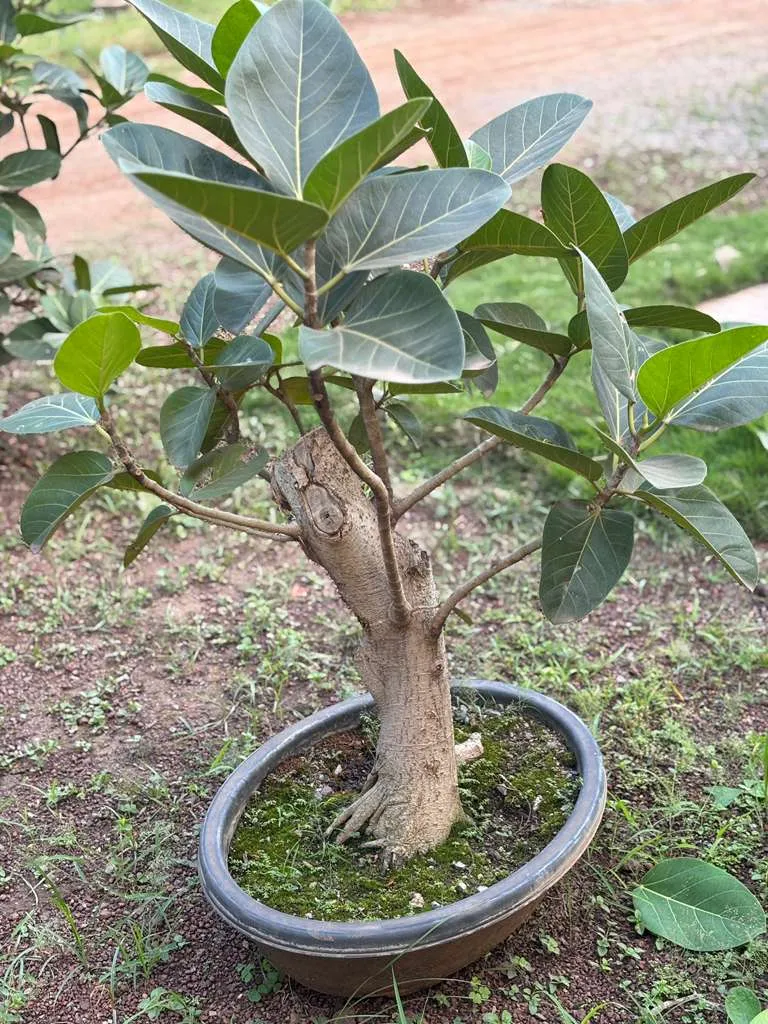 Tapering trunk ficus bonsai in a grey oval pot with moss