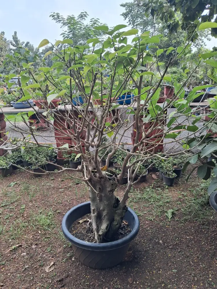 Thick trunk ficus bonsai in a black pot at plant nursery