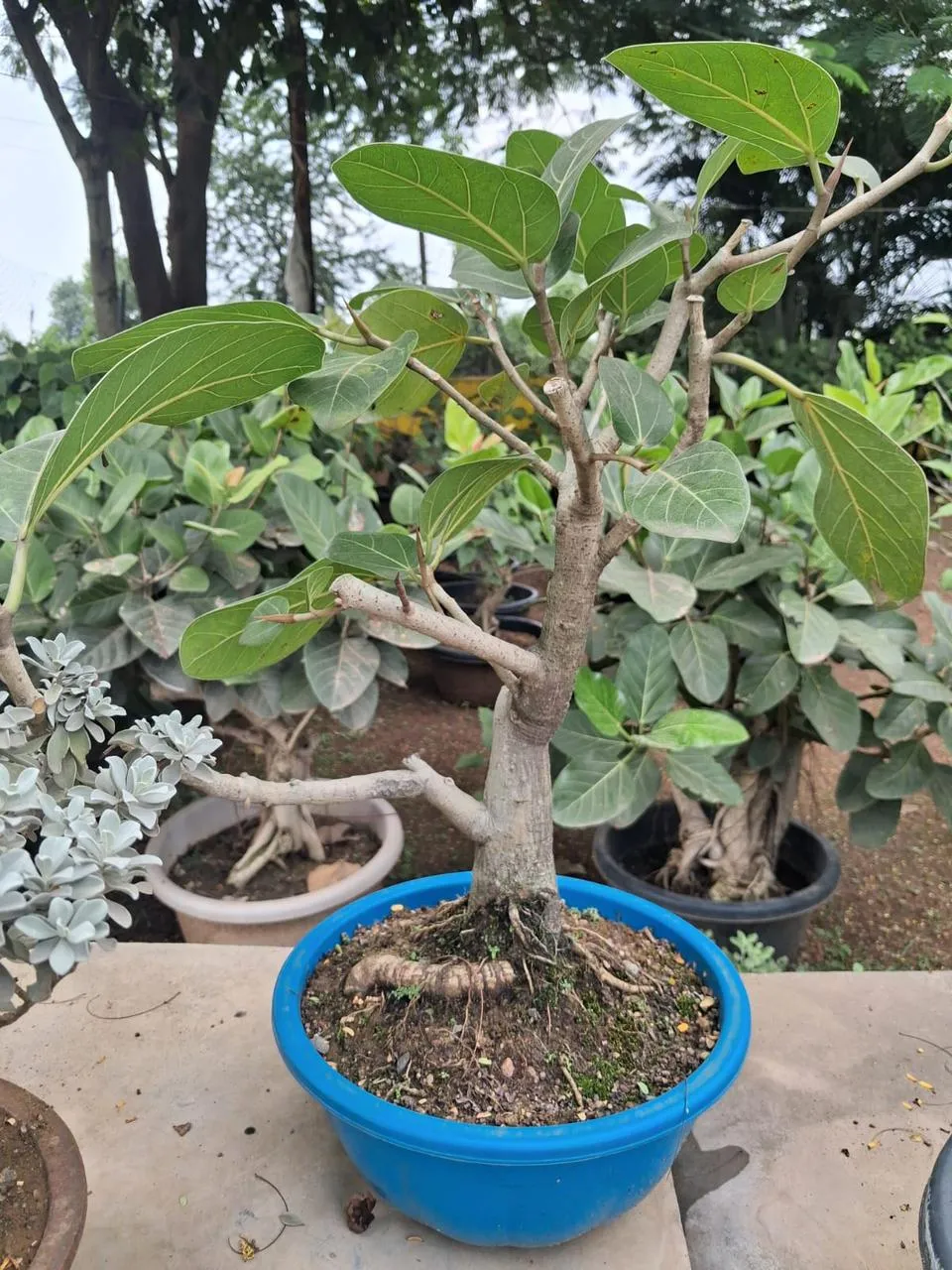 Thick trunk ficus bonsai in a bright blue bowl