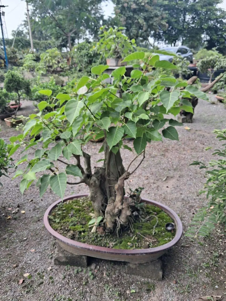 Thick trunk ficus bonsai in a large oval tray on stones