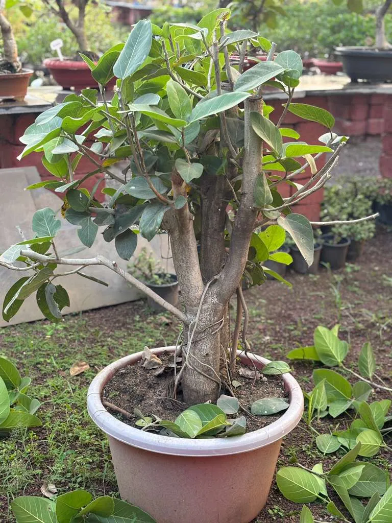 Thick trunk ficus bonsai in a terracotta pot