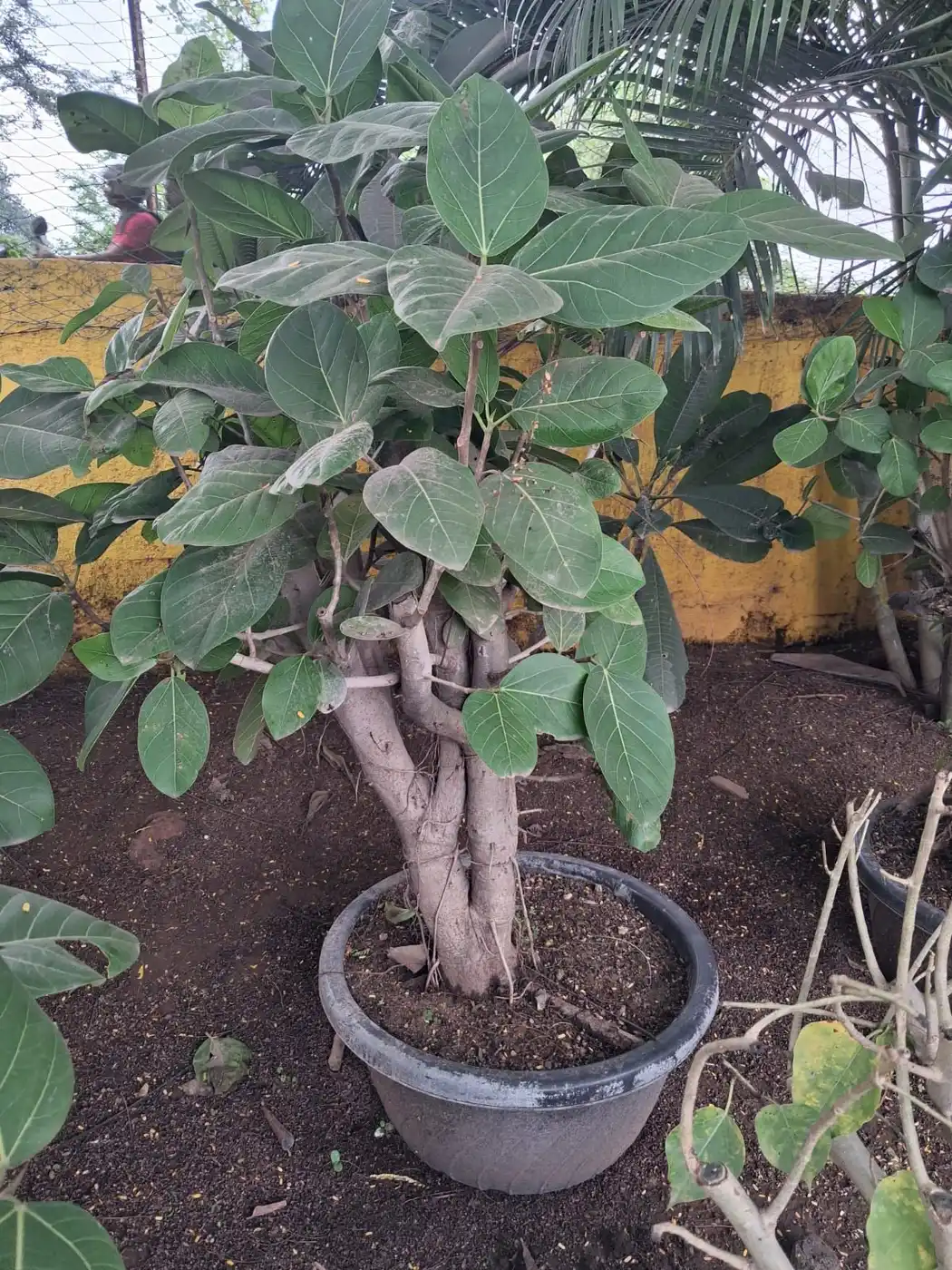 Twin trunk large leaf ficus bonsai in a grey pot